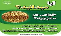 آیا می دانید خواص هر مغز چیست؟