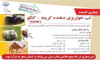 در مورد تب خونریزی دهنده کریمه کنگو و راه های انتقال آن بیشتر بدانیم.