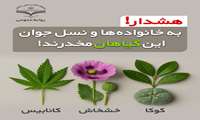 هشدار! به خانواده ها و نسل جوان این گیاهان مخدرند! 