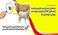 معاون بهداشتی دانشگاه عنوان کرد: